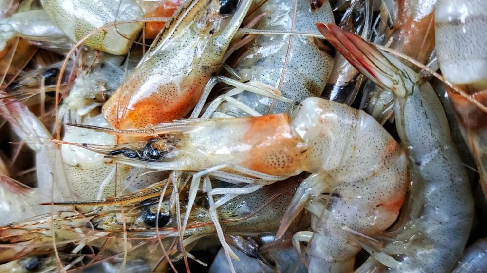 “It’s only a matter of time before people die”: Trump cuts hit food inspections