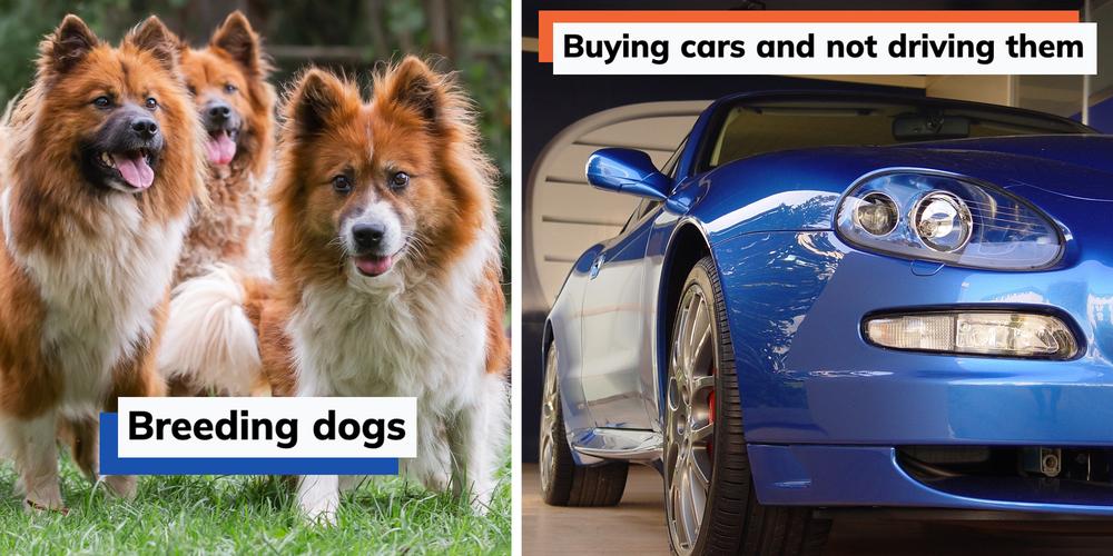 From breeding dogs to yacht racing, people are calling out the “really dumb hobbies” rich people have