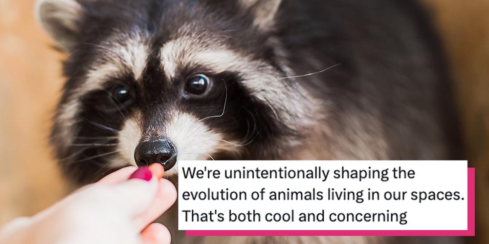 Scientists say raccoons are showing early domestication traits. The internet: “sign me up”