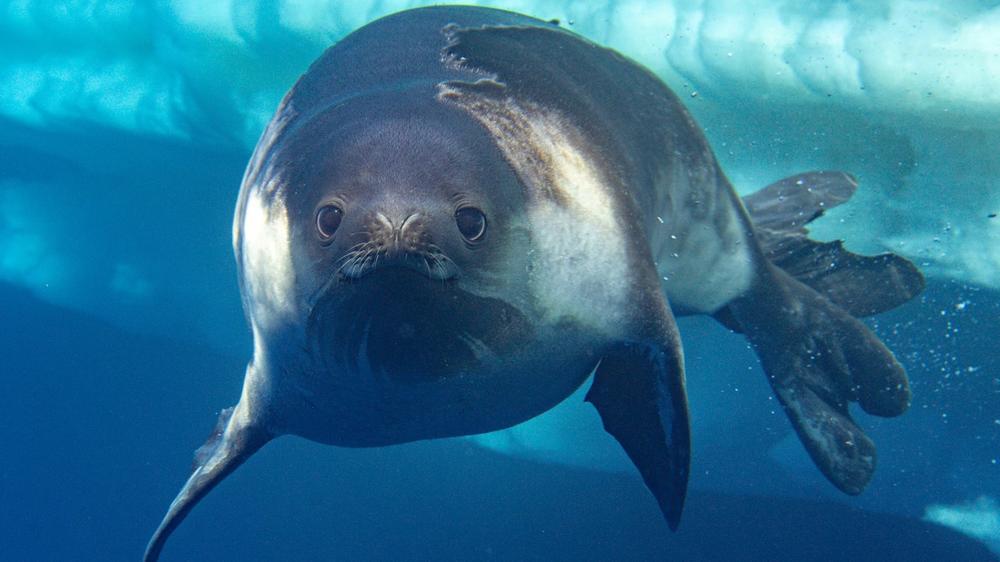 Rare Ross seal photographed underwater during Antarctic expedition