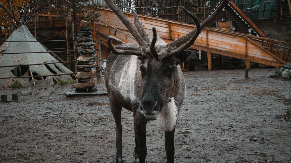 Multiple abandoned dog reports in England turns out to be roadside reindeer toy