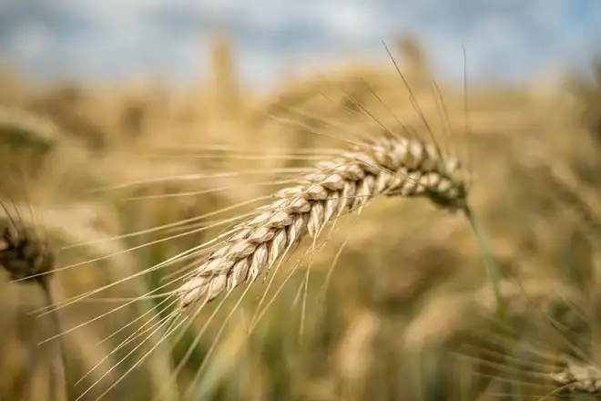 Cambiamento climatico, la produzione di grano soffre: giù del 10%