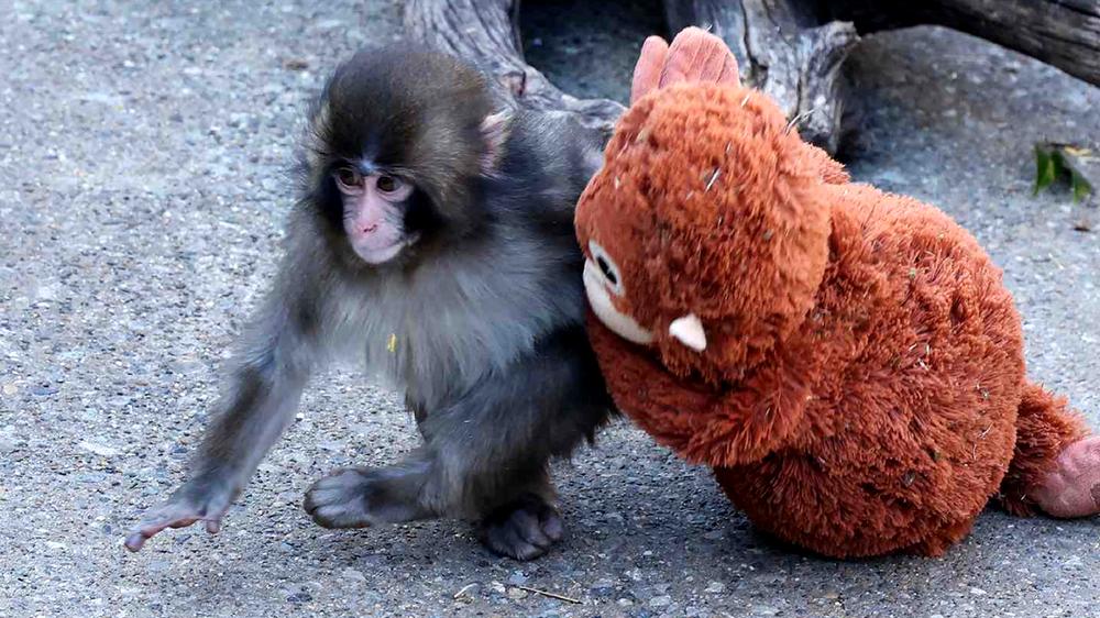 Punch the baby monkey now has a “bodyguard” after viral zoo drama