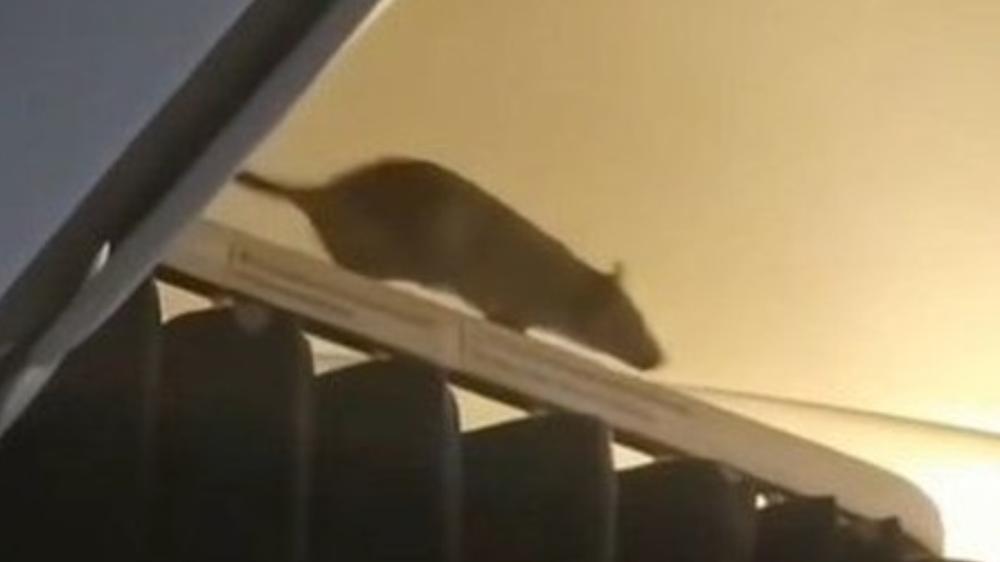 Giant rat ruins Caribbean vacations after causing chaos on plane