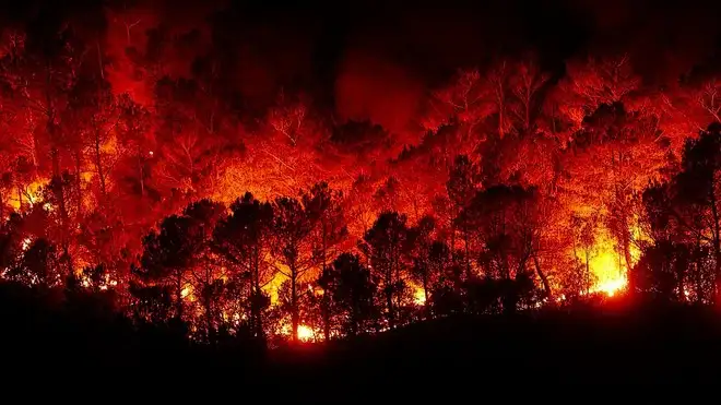 ISPRA, ecco il report sugli incendi boschivi nel 2024. L'Italia brucia di meno