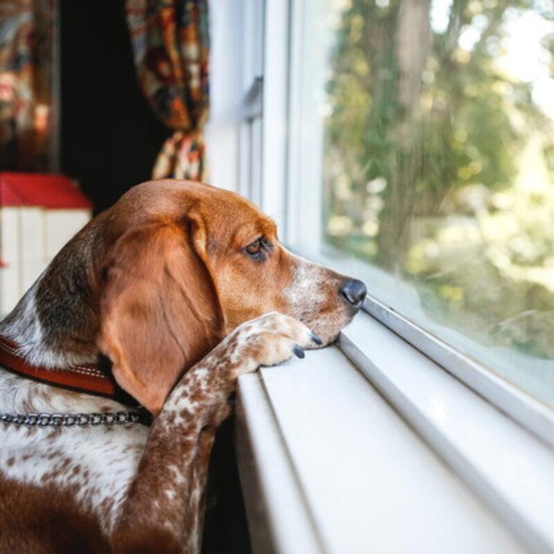 Rischio multa se lasci il cane da solo in casa: cosa dice la legge in Italia (e in Svezia)?