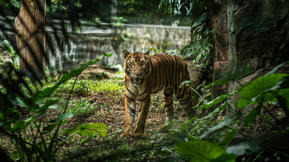 Kick streamer stalked by tiger in terrifying Thailand forest encounter