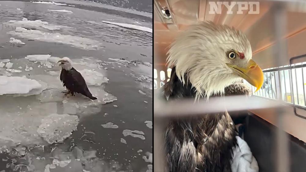NYPD officers brave icy weather to save injured Bald Eagle trapped in Hudson River