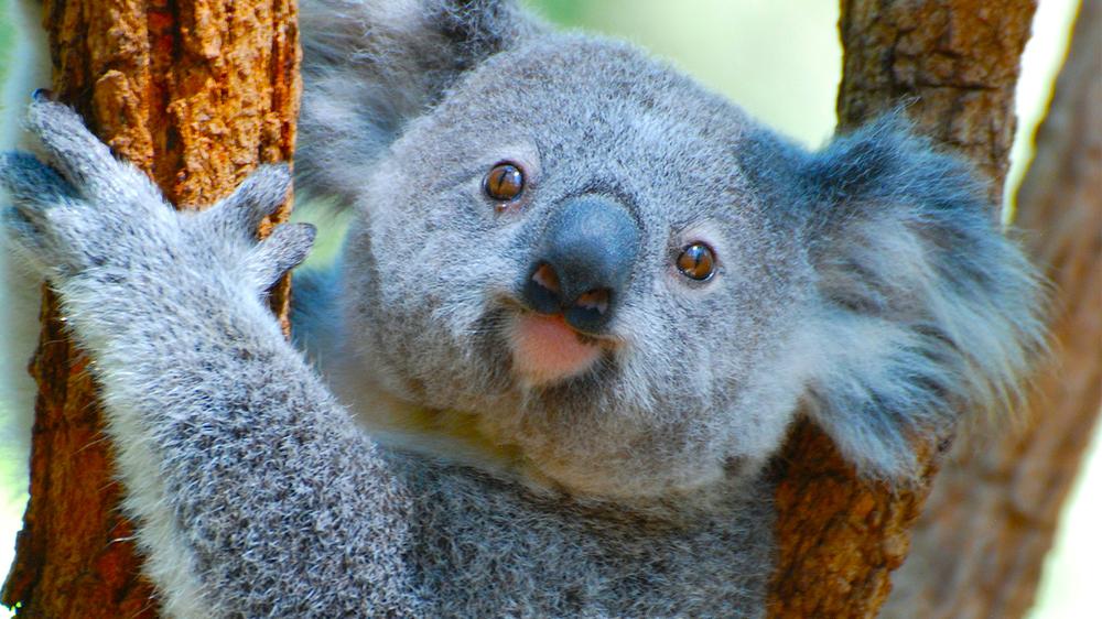 Koala hitches ride on bus after driver rescues it from busy road