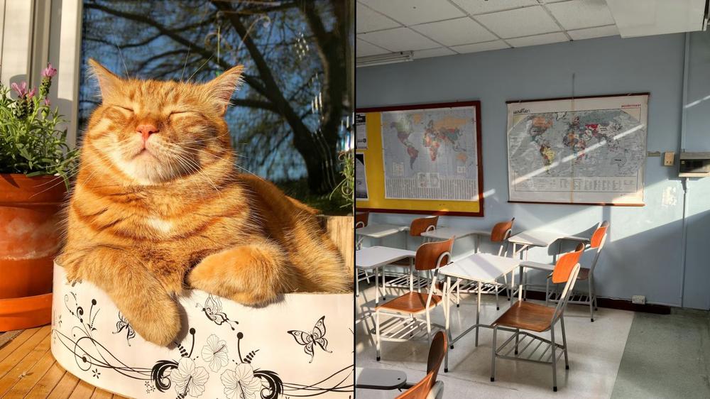 Cat banned from school after months of entering classes and setting off alarms