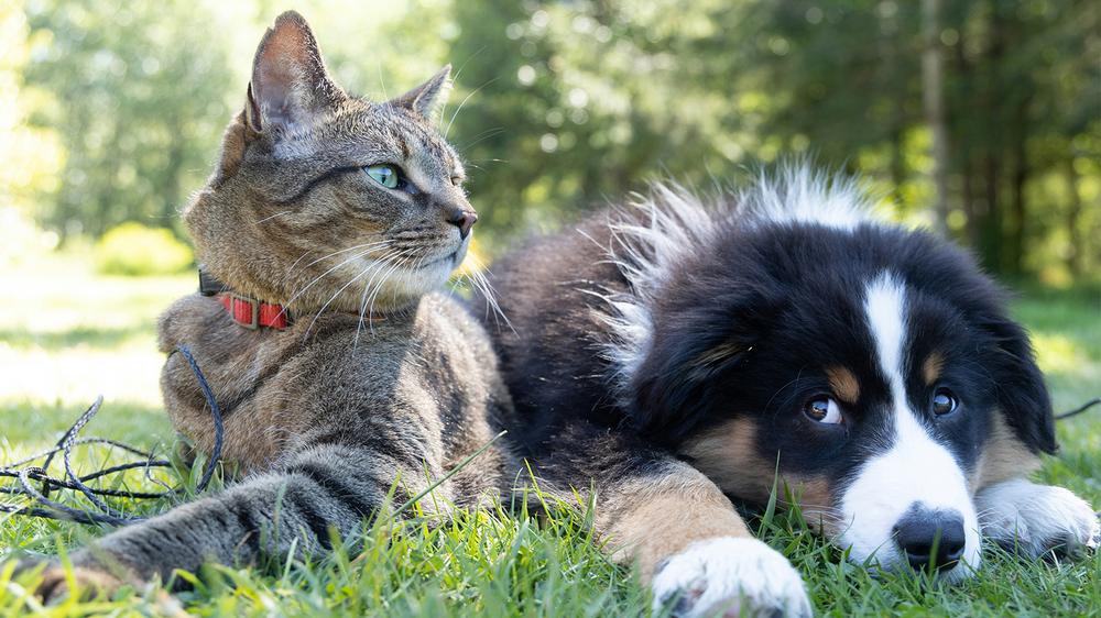 Newlyweds seek divorce after dog and cat rivalry causes turmoil