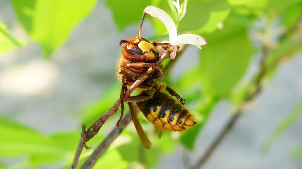 Construction workers find radioactive wasp nest at former nuclear bomb factory