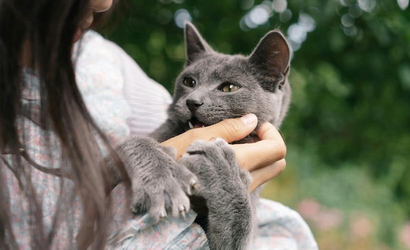 REPORT: Cat Actually Hates When You Do That Now