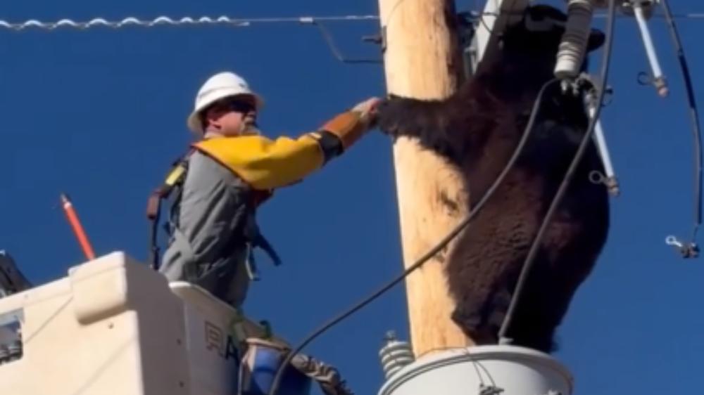 Watch: Man saves bear from being electrocuted after climbing utility pole