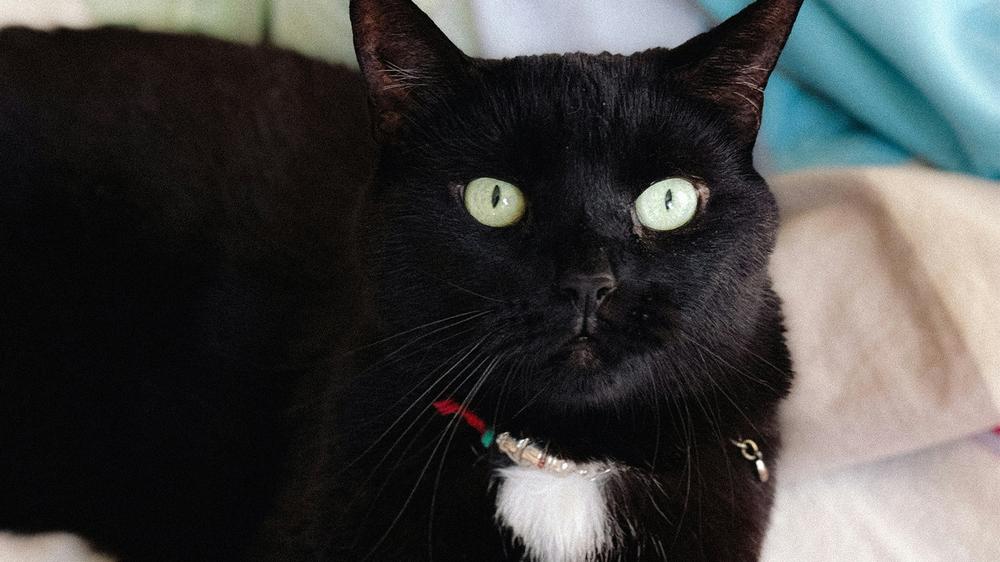 A cat’s vote now holds the balance of power in one of Europe’s strangest political standoffs