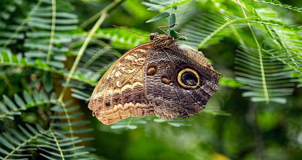 Entomologia. Scoperta farfalla amazzonica che ha su un’ala macchia a forma di Belen Rodriguez