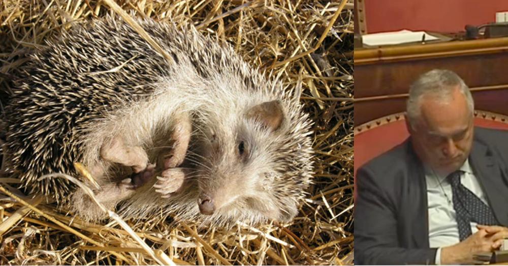 Global warming, gli scienziati lanciano l’allarme: “I ricci in inverno dormono meno di Lotito in Senato”