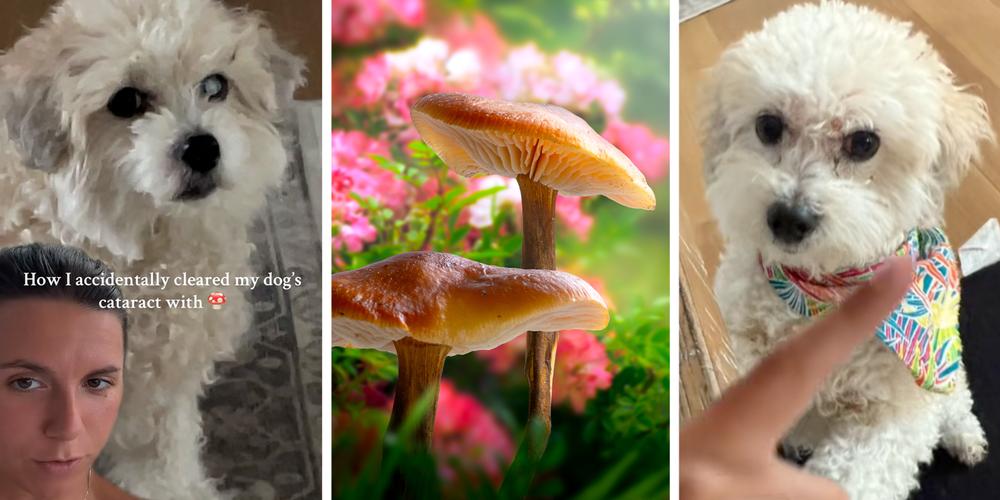 “His eye is perfect”: Pet owner claims mushrooms cured her dog’s cataracts