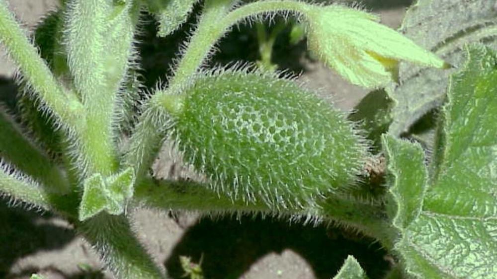 Watch this cucumber squirt out its seeds at ballistic speeds