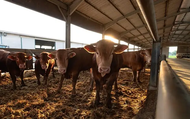 Il lato sostenibile dei rifiuti organici, biogas contro le emissioni globali di CO2