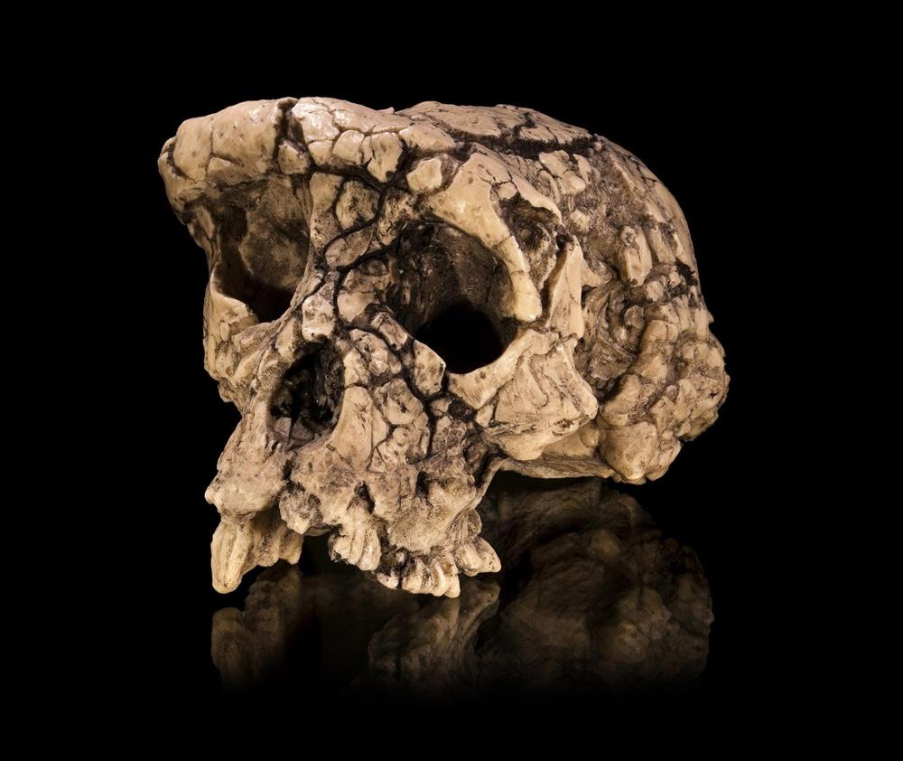 Scientists Identify Remains of the Earliest Human Ancestor