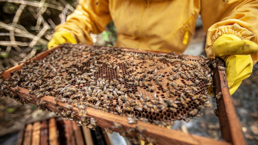 New “devil-horned” bee species discovered in Australia