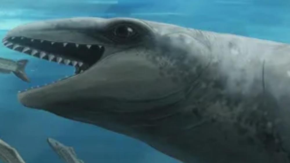 26-million-year-old whale discovered and scientists say it resembles a Pokemon