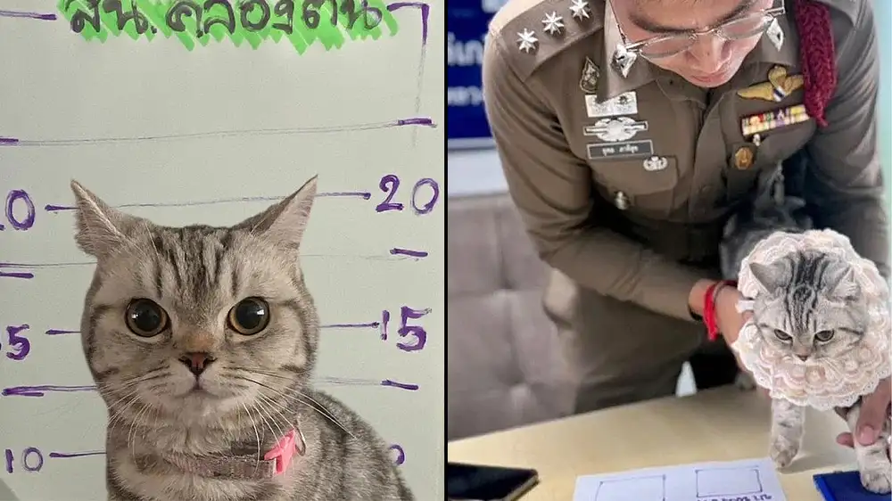 Cat arrested in Thailand for “attacking” police officers