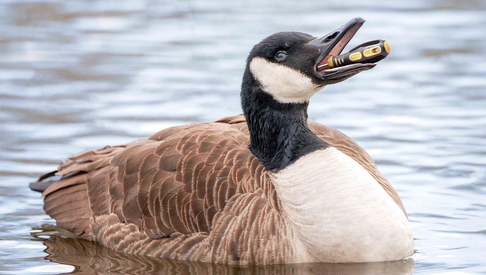 Biologists Observe Geese Eating Tool