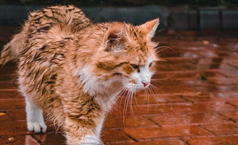 REPORT: Cat Somehow Wet