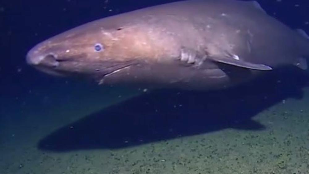 Rare sleeper shark filmed in Antarctic waters for the first time