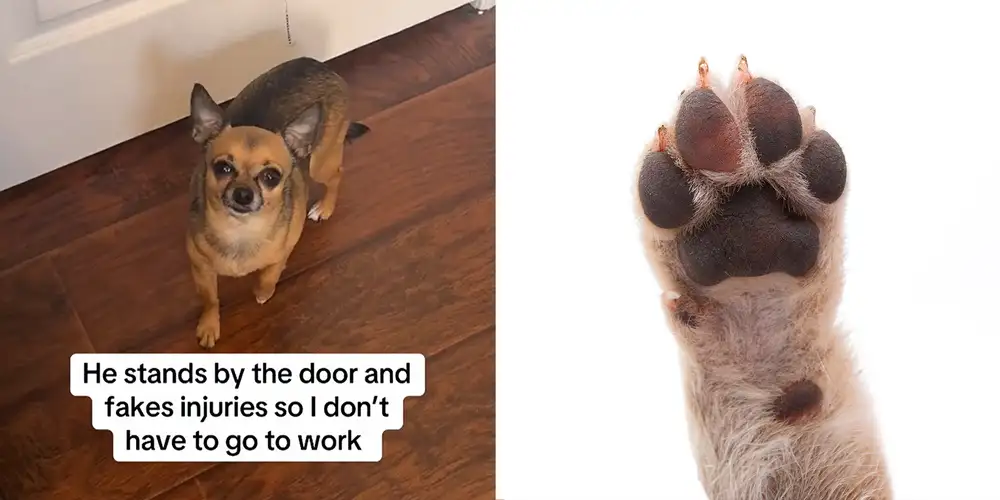 “Oh, now you’re fine. Oh, now you’re hurt again”: Woman tries to leave house for work. Then her dog gets “hurt”