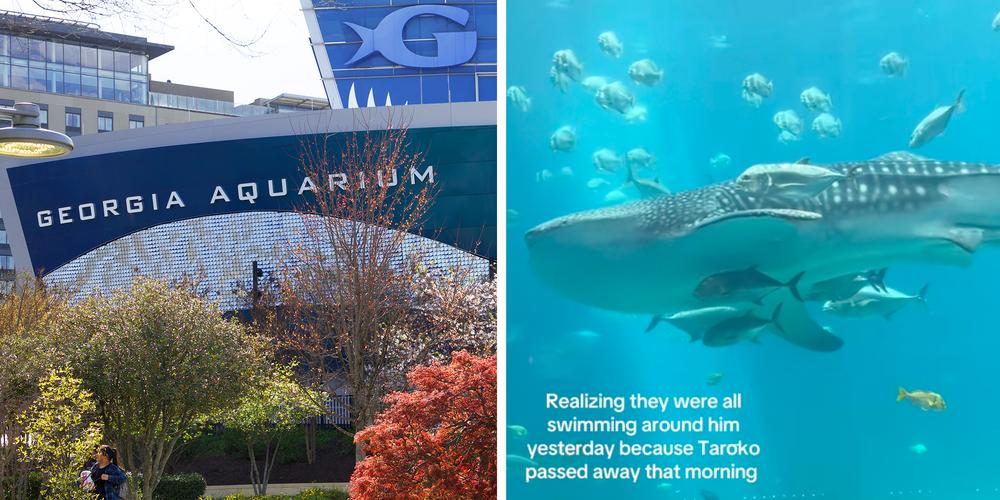 “And people say animals don’t have feelings”: Georgia Aquarium visitor captures footage of fish swimming together after shark passes away