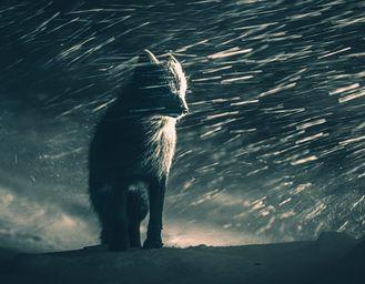 C’è un’italiana tra i vincitori di categoria del concorso fotografico Open dei Sony World Photography Awards