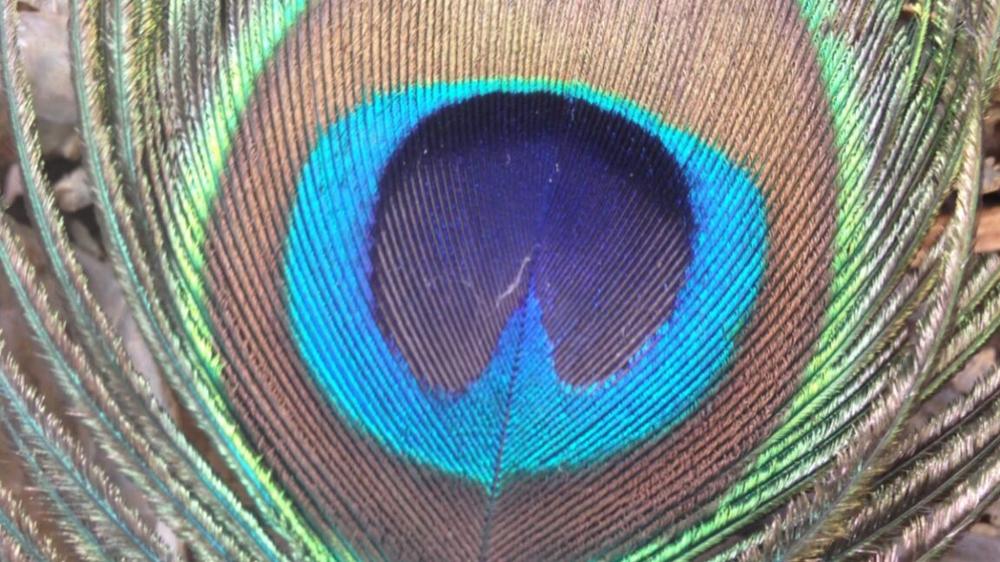 Peacock feathers can emit laser beams
