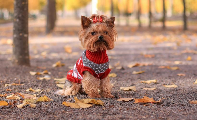 Relatable! Dog Rewarded With Treat for Simply Going Outside