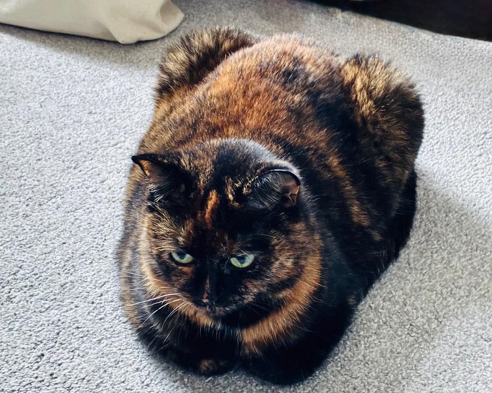 ねこ（さむいひ）My Cat - A Cold Day