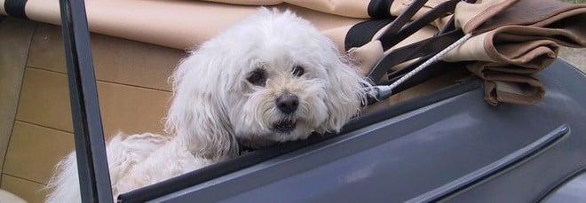 Animali in auto, cosa dice il Codice della Strada per andare in vacanza con un cane o un gatto