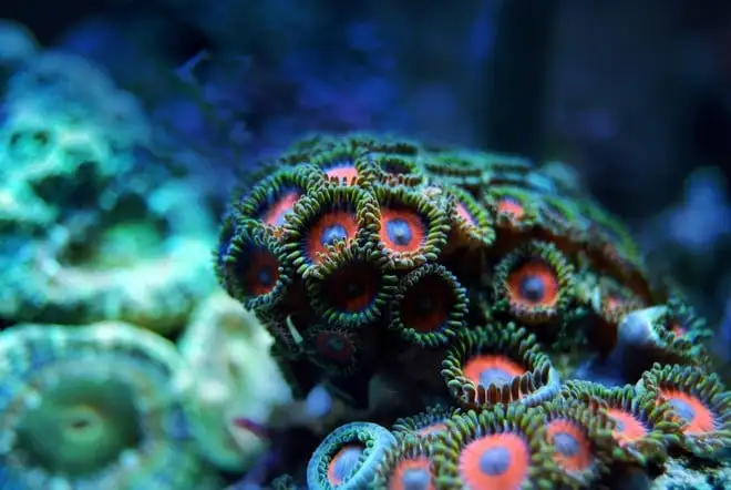 Coralli coltivati in vivaio, salvare la barriera corallina è possibile