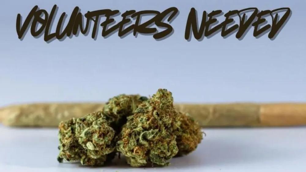 Police overwhelmed by volunteers to smoke weed for training exercise