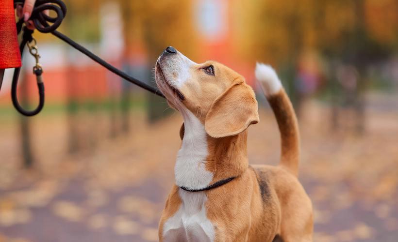 Dog Also Wants to Look at Phone on Walk
