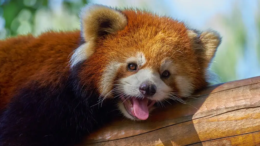 Chinese government steps in after hotel uses Red Pandas to wake up guests