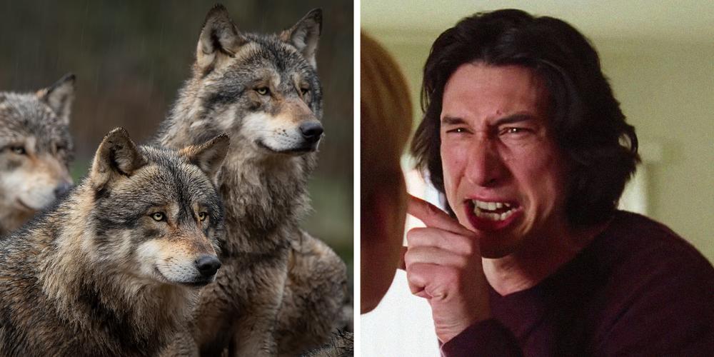 From meme to animal control: The USDA is apparently utilizing the fight scene in “Marriage Story” to train  wolves to avoid humans