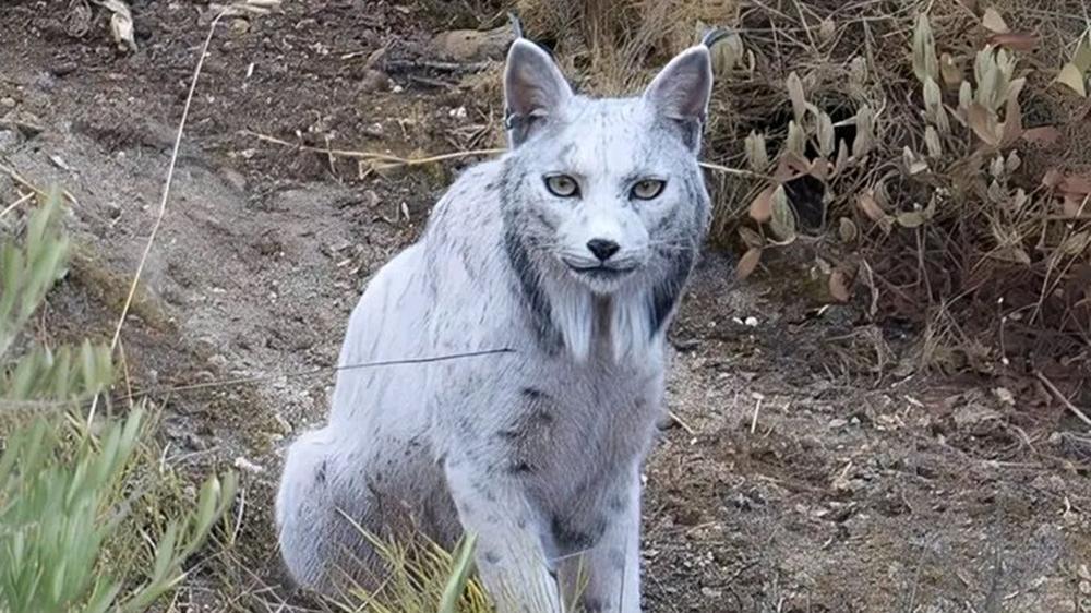 Video of ghostly Iberian lynx goes viral as internet calls it a sign from Mother Nature