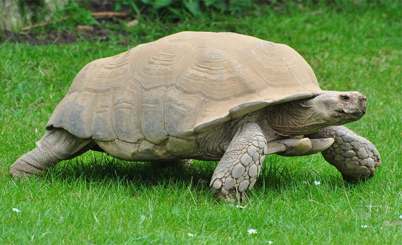 Slow and Steady! This Tortoise Is Newly Single and Doesn’t Want to Rush Into Anything