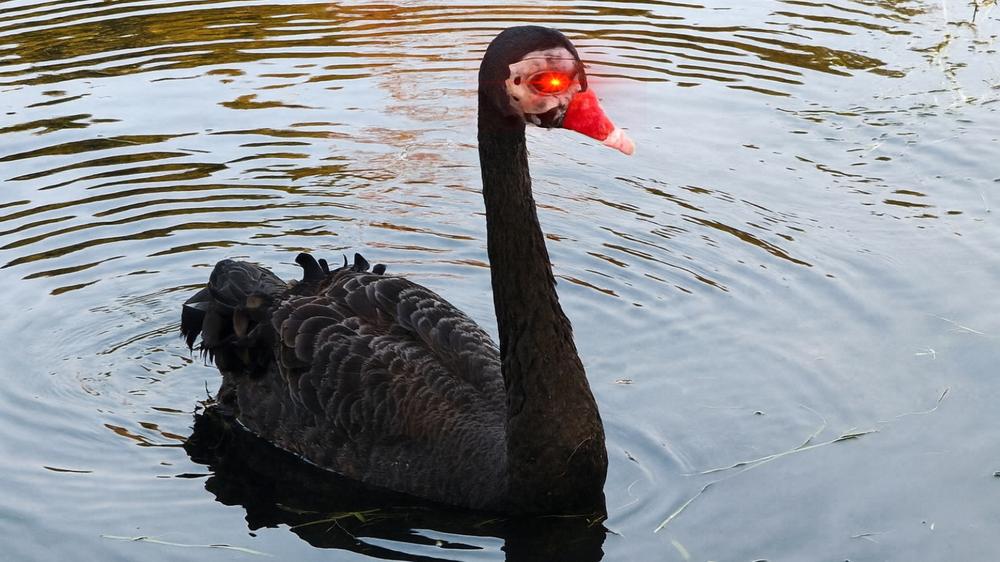 Black swan named “Mr Terminator” removed from town for terrorizing other birds