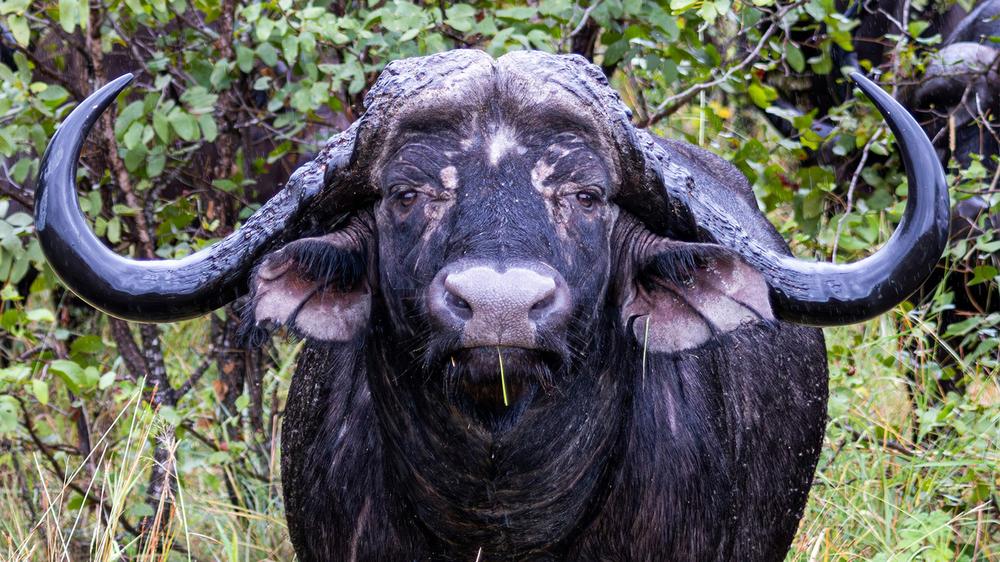 Texas millionaire killed by buffalo he was hunting in South Africa