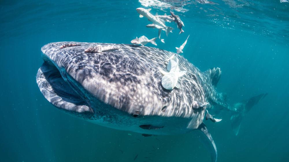 New adhesive surface modeled on a remora works underwater