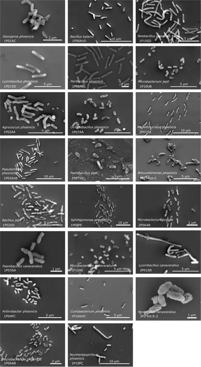 Scoperte 26 nuove specie microbiche nei laboratori 