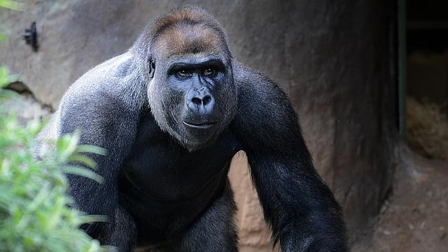 Uh Oh! Gorilla That Learned Sign Language Is Now Weaponizing Therapy Speak